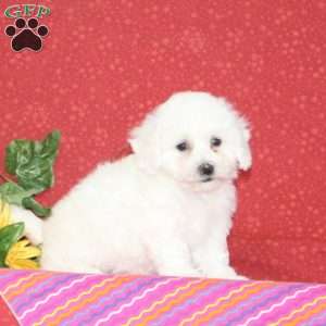 Plum, Bichon Frise Puppy